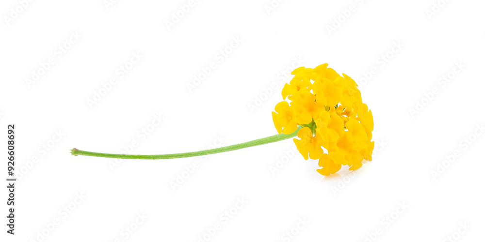 Latana camara flower close up on white background.