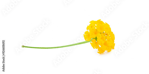 Obraz na płótnie Latana camara flower close up on white background. w salonie
