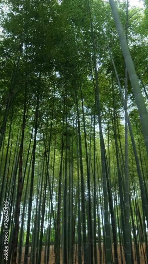 Bottom-up of a bamboo forest. Sun rays emerge through the green leaves and branches. Bottom-up of a bamboo forest. Sun rays emerge through the green leaves and branches.