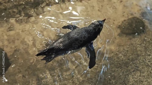 Macaroni Penguin swimming in rehabilitation oceanarium center. Having fun watching marine animals. Enjoying learning about marine life. Exotic fauna nature of South Africa, wild environment.