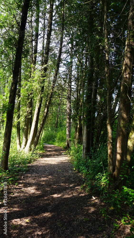 Gravel Pathway Through the Woods at Schlitz Audubon Gravel Pathway Through the Woods at Schlitz Audubon