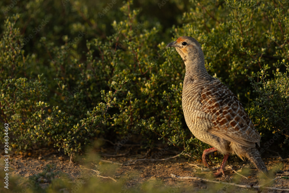 Portrait of a Grey francolin in green at Hamala, Bahrain Portrait of a Grey francolin in green at Hamala, Bahrain