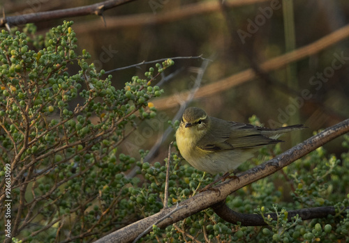 Common Chiffchaff perched on green at Buri farm, Bahrain photo