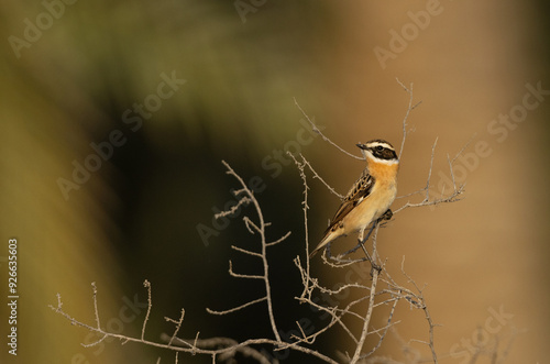 Whinchat perched on bush at Hamala, Bahrain photo