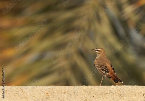 Rufous-tailed Scrub Robin perched on concrete wall at Hamala, Bahrain photo