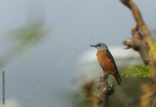 Rufous-tailed rock thrush peched on a tree, Bahrain photo