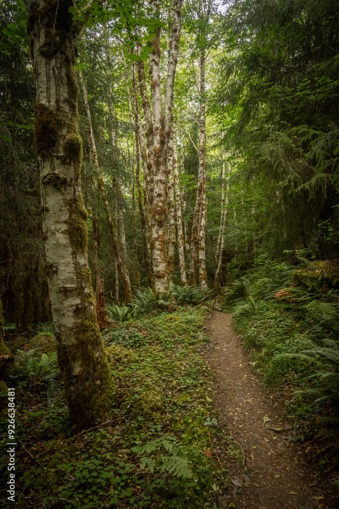 Birch Trees Line Pathway Through Forest Birch Trees Line Pathway Through Forest