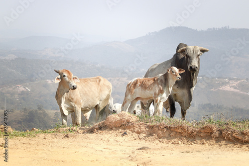 Herd of zebu Nellore animals in a pasture area of a beef cattle farm in Brazil