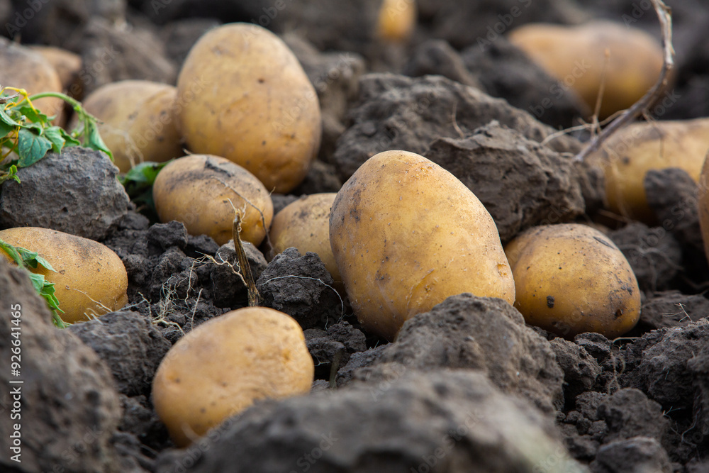 Harvesting potatoes in Peru. Farmer selecting native potatoes from the Peruvian Andes.