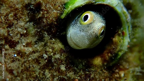 Small fish belonging to the family Blennidae, its scientific name is Lance blenny (Aspidontus dussumieri), the fish inhabits refuges of coral reefs, Red Sea, Sinai, Middle East