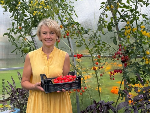 woman harvest tomatos in the garden