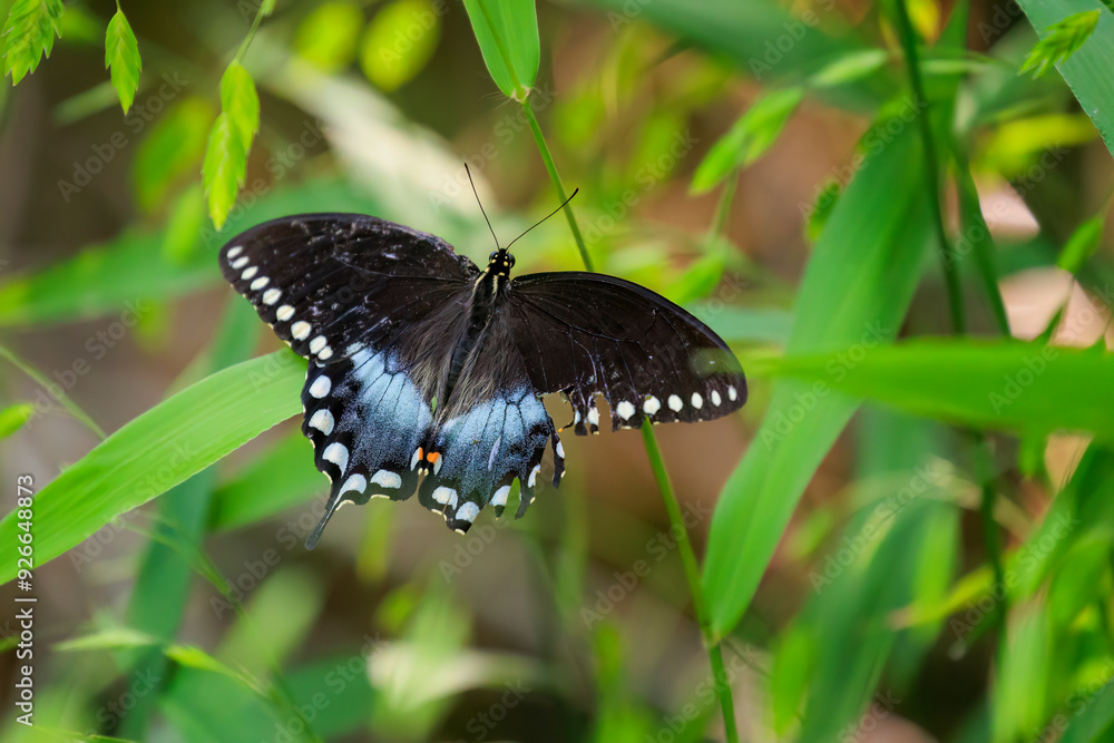 Female Spicebush Swallowtail butterfly (Papilio troilus) Female Spicebush Swallowtail butterfly (Papilio troilus)