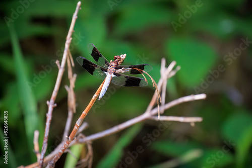 Common Whitetail Skimmer (Plathemis lydia) male resting on a plant photo