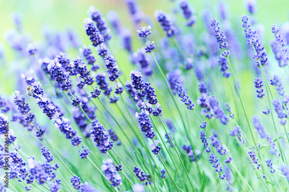 Naklejka premium Nature background with spring flowers. Selective and soft focus. Close up.