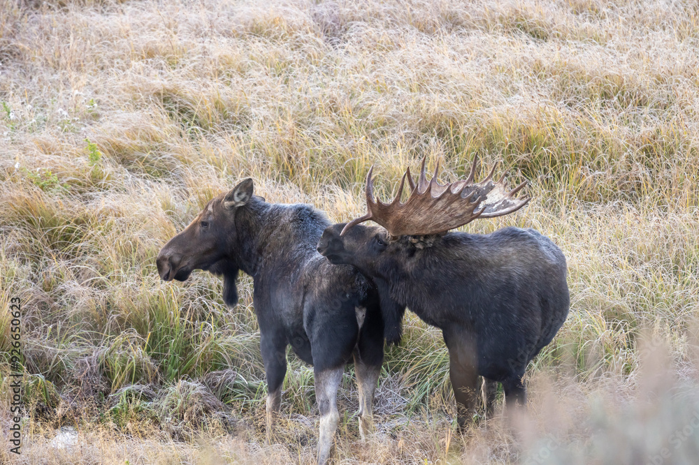 Bull and Cow Moose in the Rut in Autumn in Wyoming Bull and Cow Moose in the Rut in Autumn in Wyoming