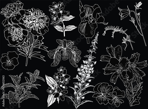 twelve flower sketches collection isolated on black