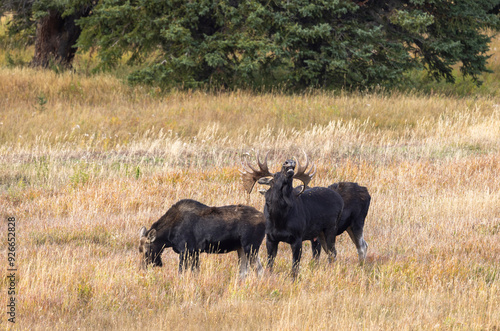 Bull and Cow Moose in the Rut in Autumn in Wyoming