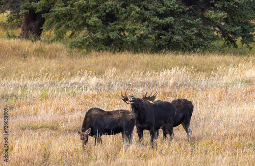 Bull and Cow Moose in the Rut in Autumn in Wyoming