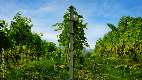 Vineyard