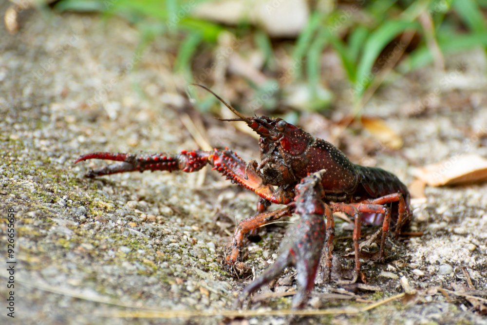 Lagostim Vermelho do Louisiana (Procambarus clarkii) Lagostim Vermelho do Louisiana (Procambarus clarkii)