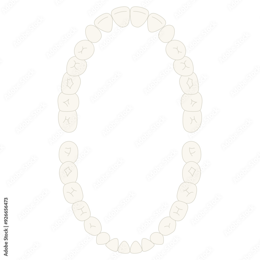 Obraz premium human permanent tooth illustration 