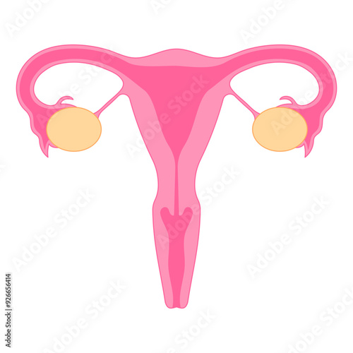 women uterus illustration