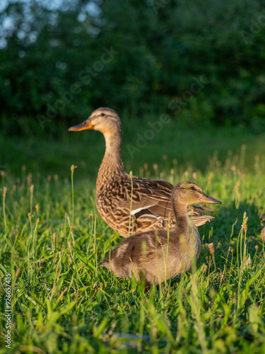 Mallard female with little ducklings. Breeding season in wild ducks. Mallard duck with a brood in a colorful spring place. Little ducklings with mom duck photo