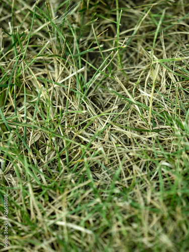 synthetic green grass, green background