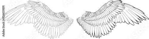 Set Png Linear outline drawing angel wings hand drawn clip art element pegasus wing bird parrot line art feathers owl eagle fairy coloring book page freedom creative concept wing contour tattoo logo