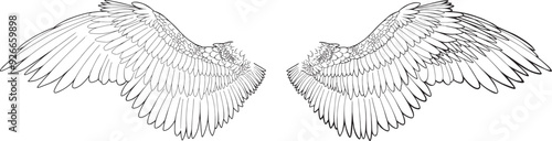Set Png Linear outline drawing angel wings hand drawn clip art element pegasus wing bird parrot line art feathers owl eagle fairy coloring book page freedom creative concept wing contour tattoo logo