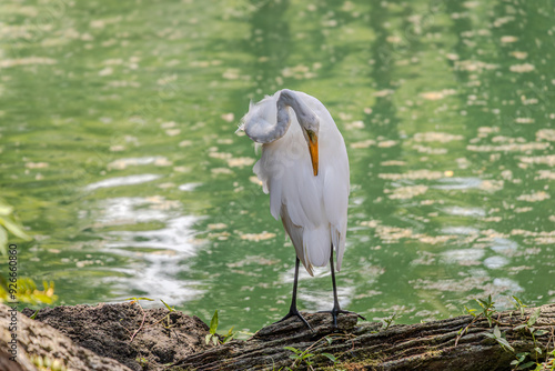 This is a Great Egret (Ardea alba). It's a large, white wading bird with a long yellow beak and black legs. In the photo, it's standing on a log, preening its feathers.