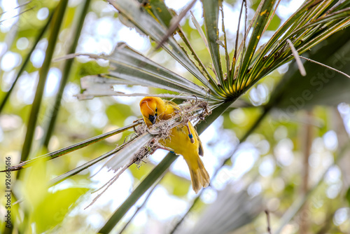 A Golden Palm Weaver builds its nest with delicate fibers. Its bright yellow feathers contrast with the intricate nest and green surroundings, highlighting its role in the natural habitat.