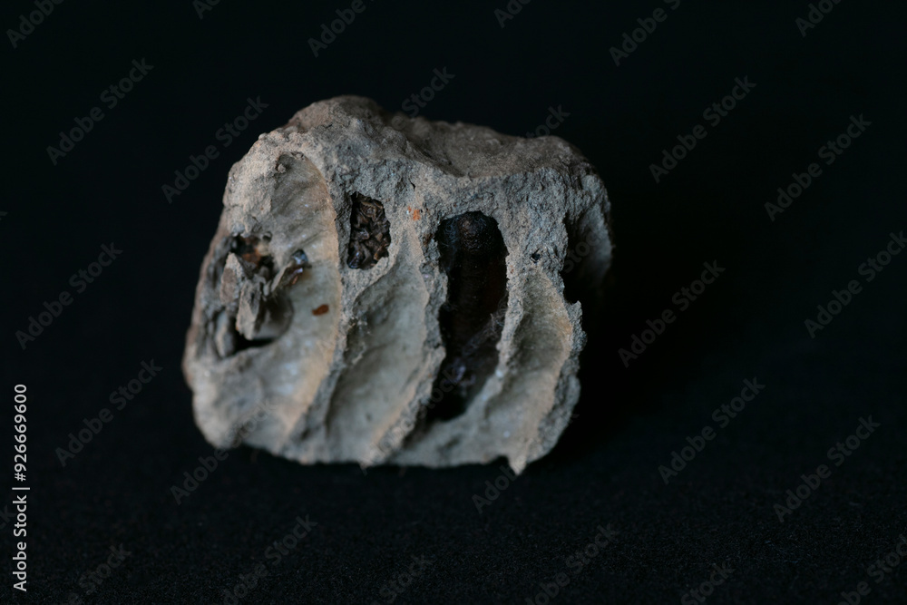 Thread-waisted wasps nest Thread-waisted wasps nest