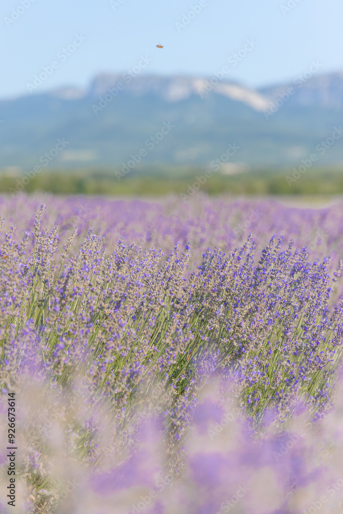 Obraz premium lavender-field-drome-provence.vibr