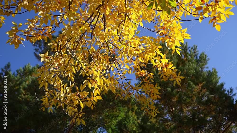 Walk through the beautiful park in fall season. Bright autumn trees with falling yellow leaves and wooden bench in the park. Beautiful sunny autumn day. Autumn landscape in the city. Walk through the beautiful park in fall season. Bright autumn trees with falling yellow leaves and wooden bench in the park. Beautiful sunny autumn day. Autumn landscape in the city.