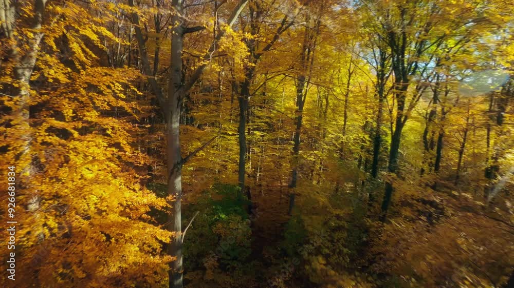 Flying through the colorful branches of beech trees in a forest in autumn. FPV drone footage with the sun shining through the leaves
Flying through the colorful branches of beech trees in a forest in autumn. FPV drone footage with the sun shining through the leaves