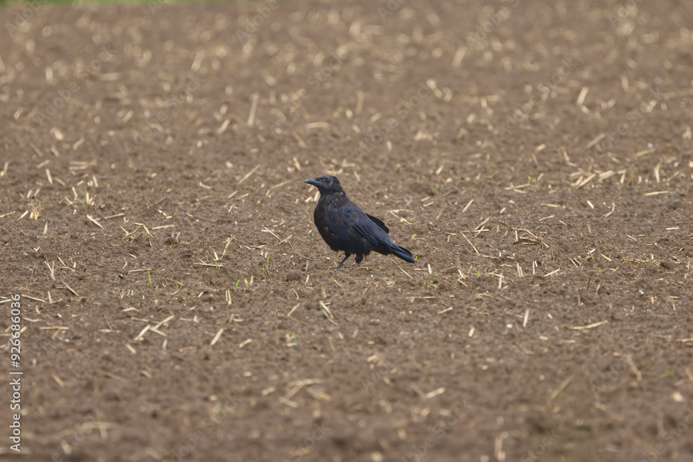 Fototapeta premium Crow in the field, crow on the brown soil