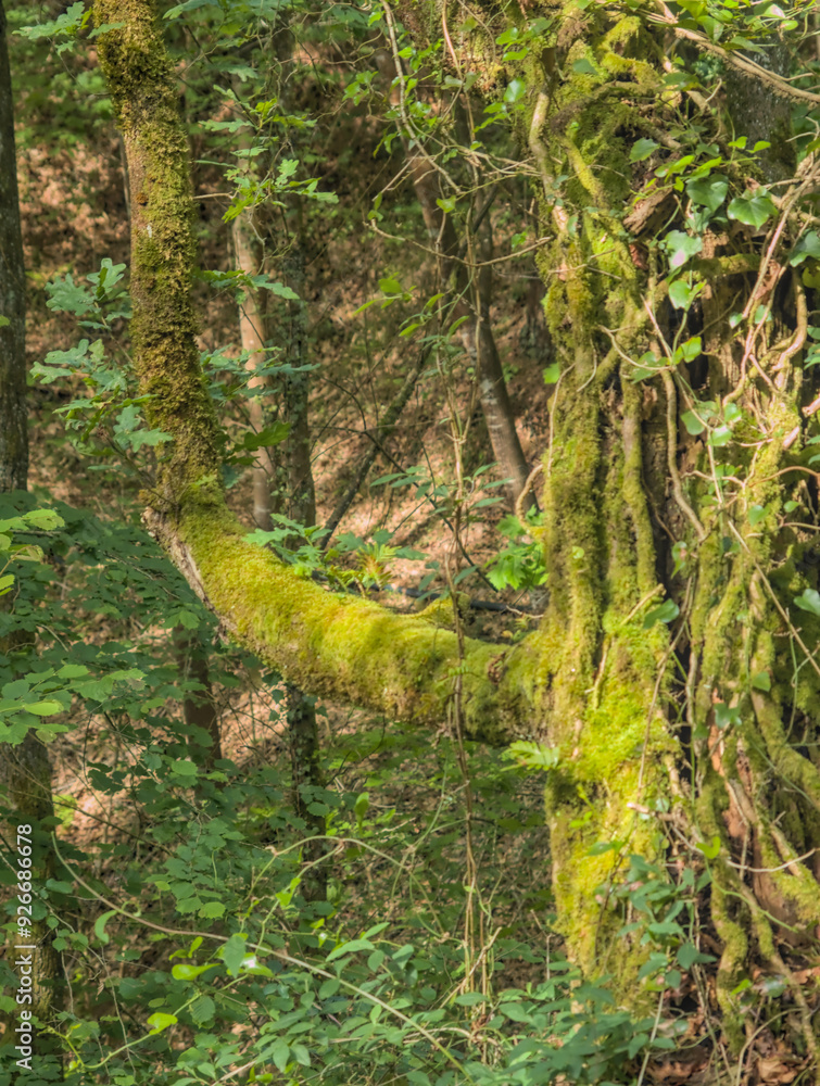 twisted tree covered in moss twisted tree covered in moss