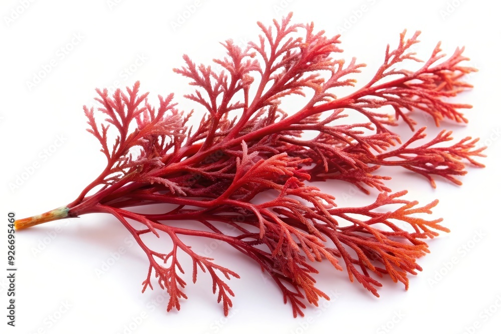 Naklejka premium A vibrant red seaweed branch with delicate fronds, isolated on a pristine white background. It symbolizes nature's beauty, ocean life, and the intricate details of the underwater world.