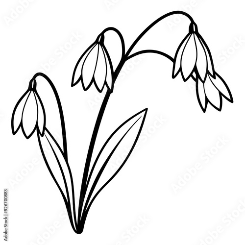 Snowdrop flowers on a crooked branch