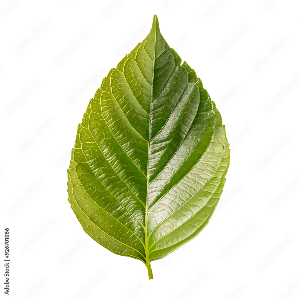 Single Leaf PNG Single Leaf PNG