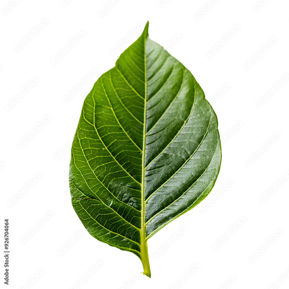 Obraz premium Single Leaf PNG