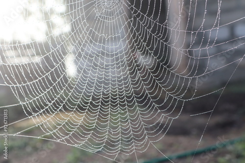 This image shows a detailed close up of a spider web adorned with water drops