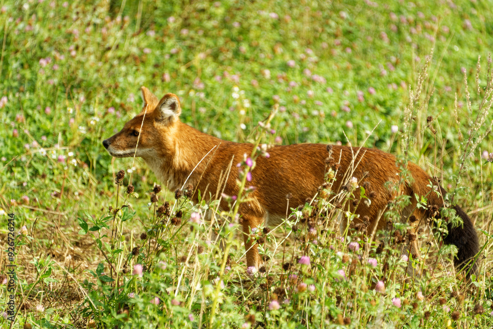 Fototapeta premium A dhole playing around in green grass.