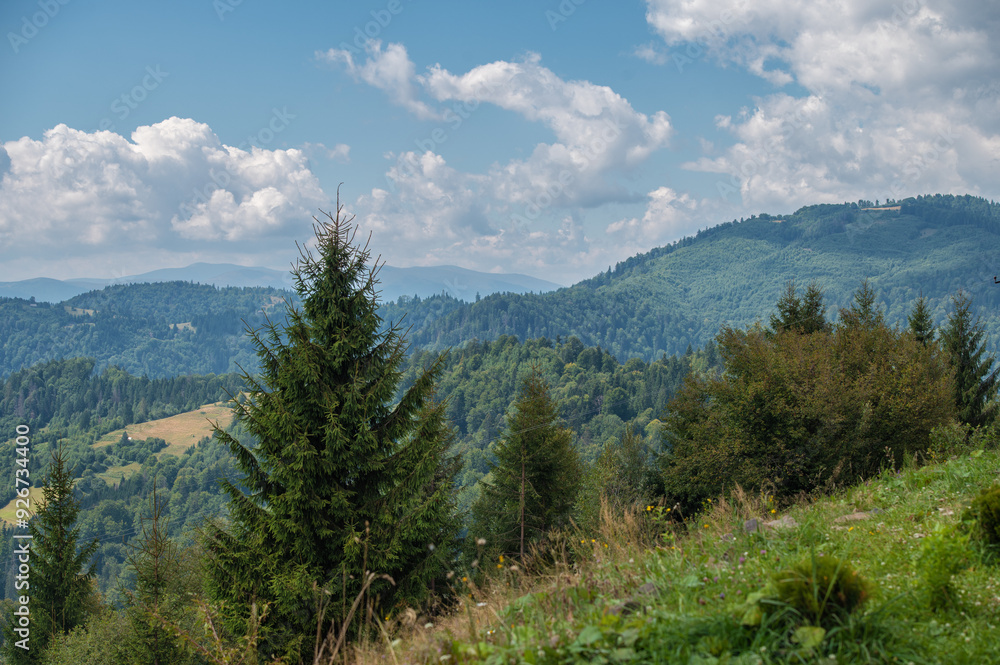 Fototapeta premium Beautiful landscape of green fir trees in Carpathian Mountains