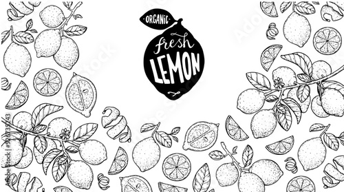 Lemon fruit hand drawn design. Vector illustration. Design, package, brochure illustration. Lemon fruit frame illustration. Design elements for packaging design and other.