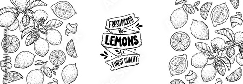 Lemon fruit hand drawn design. Vector illustration. Design, package, brochure illustration. Lemon fruit frame illustration. Design elements for packaging design and other.