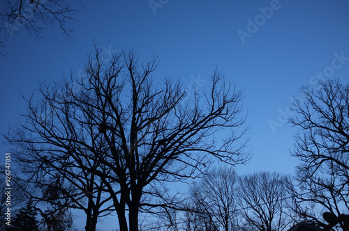 bare trees against evening sky in winter