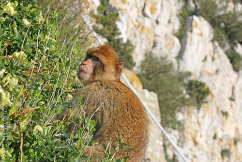 Barbary macaque on the Rock of Gibraltar