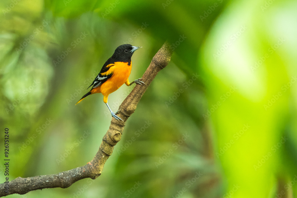 Baltimore oriole (Icterus galbula) is a small icterid blackbird common in eastern North America as a migratory breeding bird. Baltimore oriole (Icterus galbula) is a small icterid blackbird common in eastern North America as a migratory breeding bird.